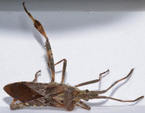 Leptoglossus occidentalis